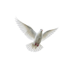 Obraz premium White Dove Flying Bird Image