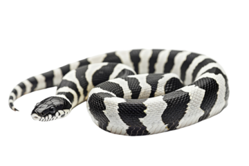 Deadly Beauty: The Common Krait Isolated On White Background.