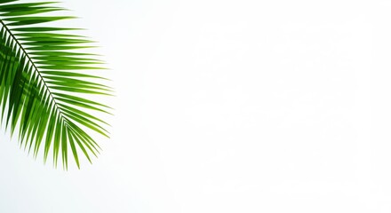 Fototapeta premium Summer Green Palm Leaf Isolated on White Background 