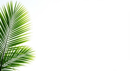 Fototapeta premium Fresh Green Palm Leaves Against a White Background 