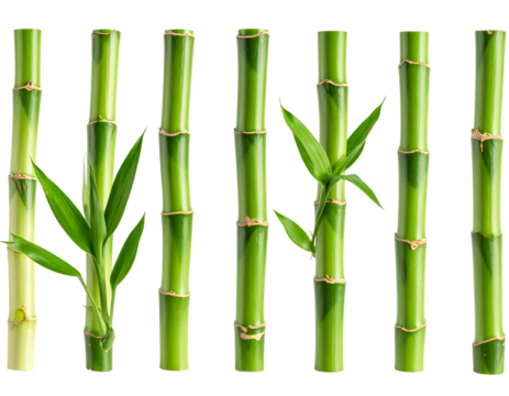 Lush Green Bamboo Shoots