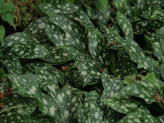 Pulmonaria,plants,  Lungwort   for shade garden, mixed beds, under high branching shrubs, woodland.
