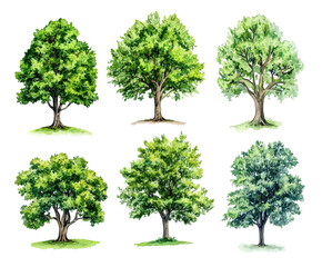 Collection of Vibrant Watercolor Trees - Nature's Majesty , isolated on white background PNG cut out