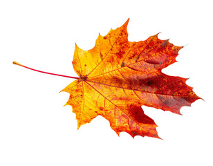 Obraz premium Autumn's fiery embrace