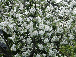 Beautiful white flowering tree in full bloom under sunlight in a serene garden setting