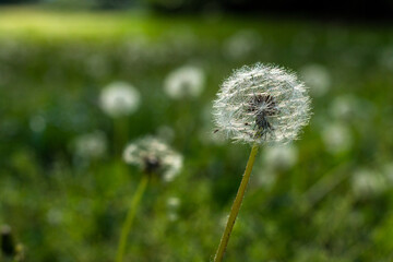 dandelion on green grass