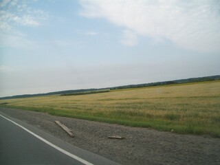Expansive yellow fields near the roadside under a clear blue sky in rural landscape