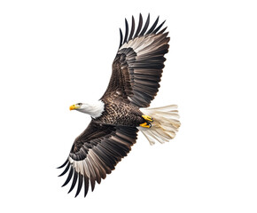 Obraz premium Majestic American Eagle in Flight: A Powerful Symbol of Freedom and Nature , isolated on white background PNG cut out