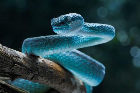 close up of a viper 