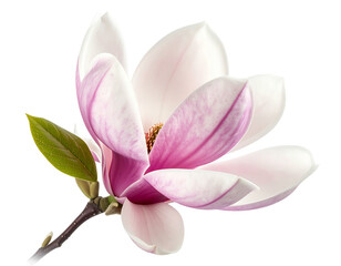 Fototapeta premium Pink Magnolia Blossom
