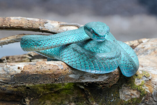 Blue viper on a tree