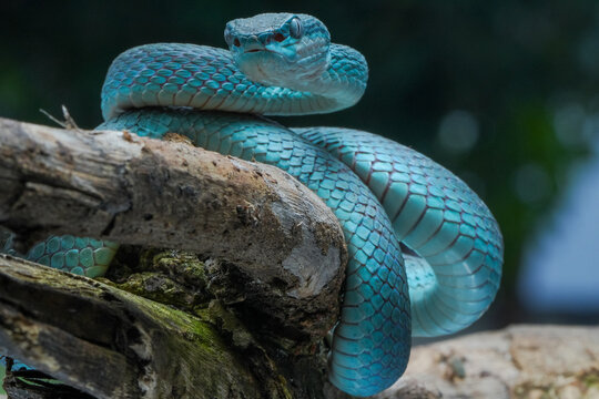 snake in the garden