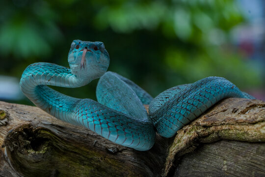 Blue snake in the garden