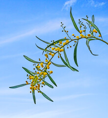 Close up of Acacia saligna