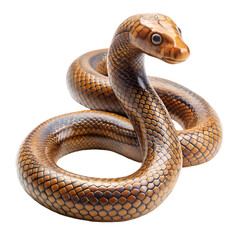 Fototapeta premium Stunning Close-Up of a Brown Cobra Snake on Transparent background