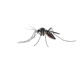 Mosquito on Png Format and Transparent Background