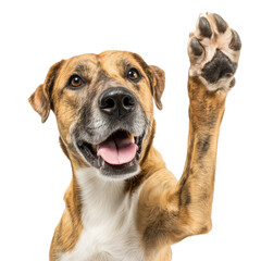 Obraz premium Playful Dog Raising Paw - Adorable Pet Portrait , isolated on white background PNG cut out