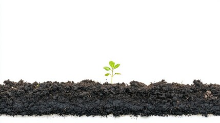 Isolated patch of black soil with small leaf sprouting on white background.