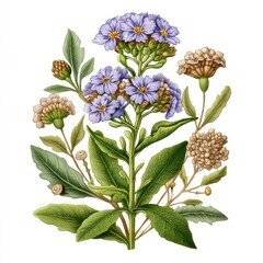 Detailed Botanical Illustration of Purple and Beige Flowers with Green Foliage