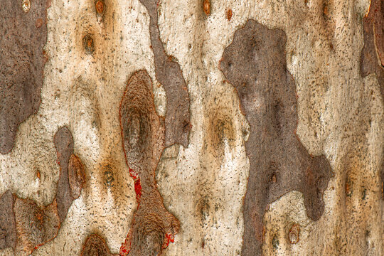 Eucalyptus tree bark is remarkably diverse and a key characteristic of this iconic Australian genus.