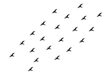 Obraz premium Silhouette of a flock of birds flying in the sky isolated on white background