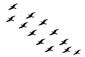 Fototapeta premium Silhouette of a flock of birds flying in the sky isolated on white background