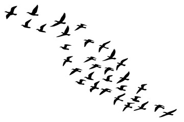Fototapeta premium Silhouette of a flock of birds flying in the sky isolated on white background