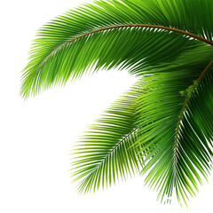 Stunning Tropical Palm Leaves - Vibrant Green Foliage for a Tropical Paradise , isolated on white background PNG cut out