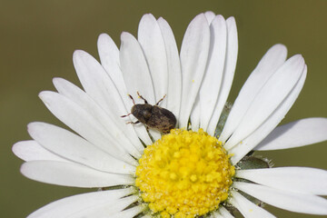 Obraz premium Ash Bark Beetle (Leperisinus fraxini). Family Curculionidae. Flower of Common daisy, Bellis perennis. Dutch garden, April, Spring, Netherlands