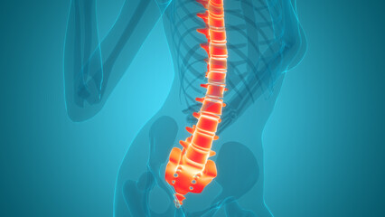 Spinal Cord Vertebral Column of Human Skeleton System Anatomy