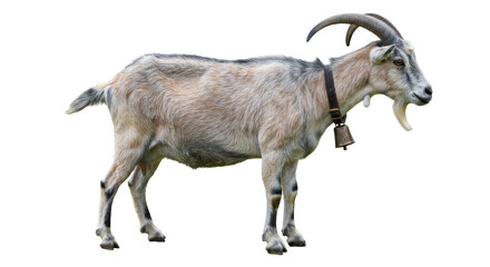 Isolated Goat