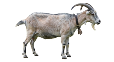 Isolated Goat