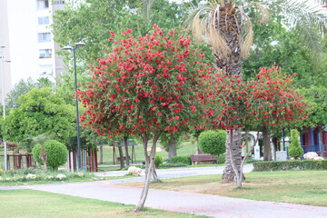 callistemon citrinus trees in a park,  also known as bottle brush
