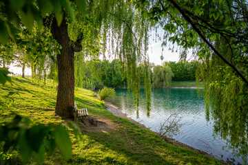 Fototapeta premium Tranquil Bench Under A Weeping Willow Tree Beside A Peaceful Green Field Near Emmeringer Lake Between Olching and Fürstenfeldbruck, Munich, Germany, In Springtime