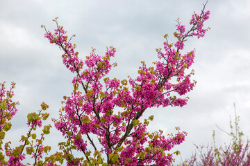 Judas tree (Cercis siliquastrum) is a shrub-like tree from the Fabaceae family.