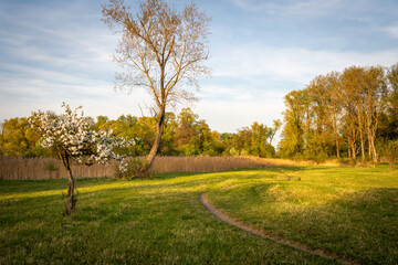 Obraz premium Blossom Tree Standing Alone In A Green Field With A Curved Pathway And A Fencing Border During Springtime