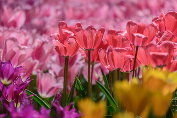 黄色、紫、ピンクのチューリップに囲まれた濃いピンクのチューリップ