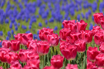 背景がぼけたムスカリとピンクのチューリップ