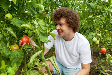 Young man picking ripe tomato in greenhouse