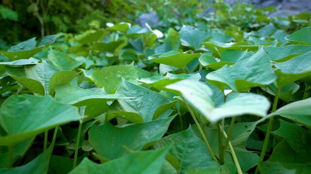 Watch as wild yam thrives in the forest, showcasing its natural growth and vibrant presence. A stunning glimpse into nature&rsquo;s resilience and the beauty of untamed plants.