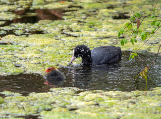 Blässhuhn (Fulica atra) mit Kücken schwimmt in einem Weiher mit Entengrütze