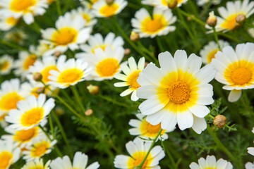 Glebionis coronaria, formerly called Chrysanthemum coronarium, is a species of flowering plant in the family Asteraceae.