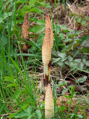 Junger Schachtelhalm(Equisetum) im Frühling
