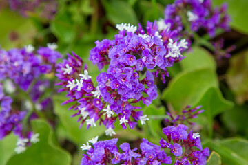Sea Lavender flower - Limonium is a genus of about 600 species of flowering plants.