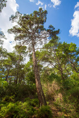 Obraz premium Pine is the name given to coniferous species that include forest trees from the Pinus genus of the Pinaceae family.