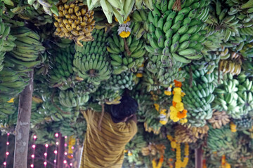 hindu banana festival in goa