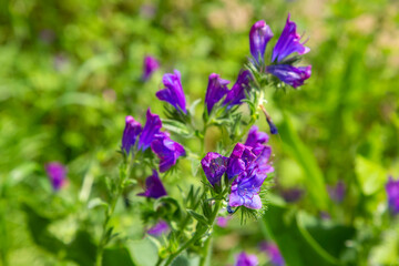 Echium plantagineum is a genus of Echium native to Western and Southern Europe, North Africa and...