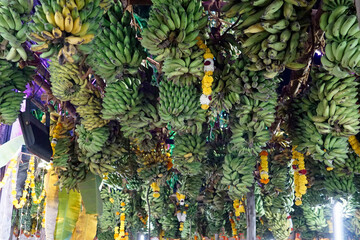 hindu banana festival in goa