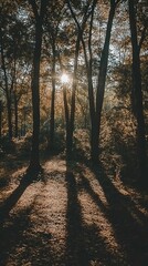 Sunlit forest floor, tree shadows, golden light.