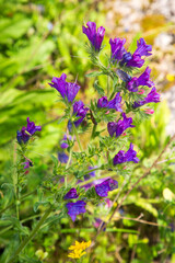 Echium plantagineum is a genus of Echium native to Western and Southern Europe, North Africa and Southwest Asia.
